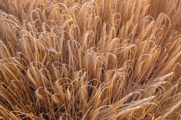 细腻的成熟小麦穗特写，背景模糊（选择性对焦）。美丽的谷物作物穗的照片。日落时分的自然农场小麦。图片下载