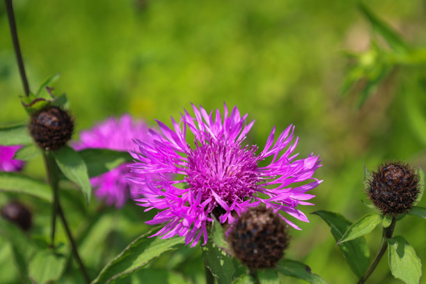 一朵鲜艳的粉紫色花朵，带有尖刺状花瓣，周围环绕着绿色叶子和棕色花蕾，背景是模糊的自然景色。这张细致的照片突显了野生自然的美丽和每种植物的独特性。图片下载