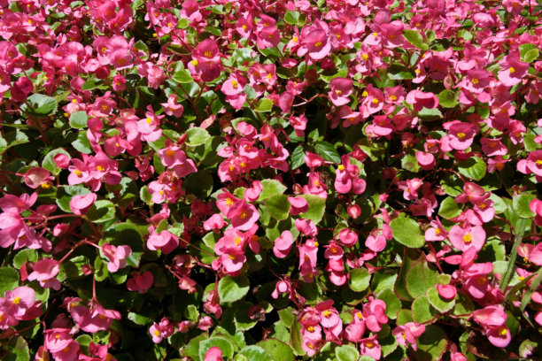 花园花坛中的五彩缤纷的花朵。自然背景。花卉背景。粉色秋海棠花的花坛，特写照片。图片下载