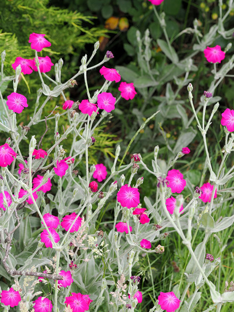 垂直裁剪的玫瑰营地图片，展示了右侧的粉色花朵以及灰色的茎和叶子。图片下载