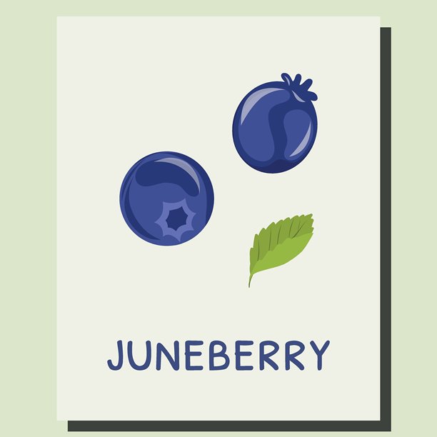 六月莓果海报，简单自然卡片，萨斯喀彻温浆果矢量设计，健康野生水果卡片图片下载