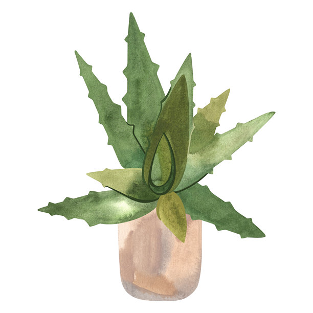 水泥花盆中的芦荟。用于替代医学的室内植物。多肉植物。种植植物是一项受欢迎的爱好。孤立的水彩插图。图片下载