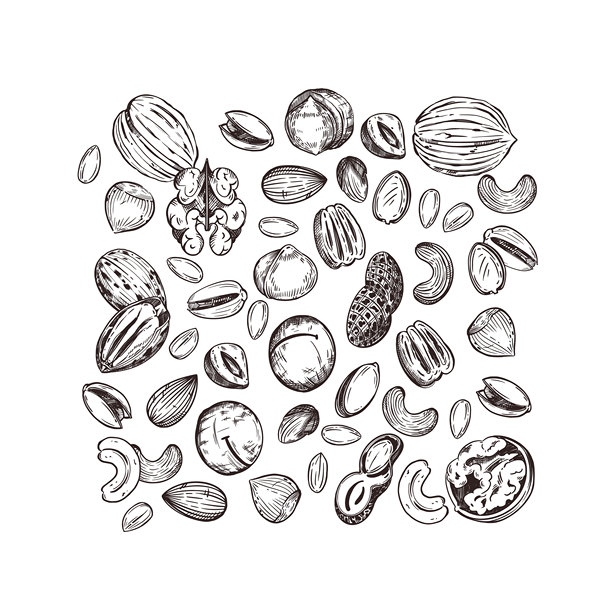 坚果，核桃，胡桃，花生，开心果，澳洲坚果，腰果。手绘的坚果矢量组合，使用墨水绘制。适用于食品包装、化妆品、纸张和织物的插图。图片下载