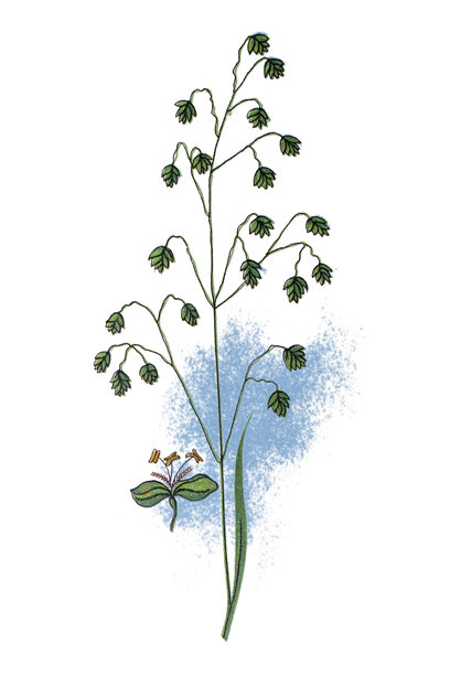 Briza media(震动草，普通震动草，奶牛震动草，didder，抖动草，菟丝子草，蹒跚的dillies，菟丝子草，地震，摇动草，马会草，淑女草，处女草，珍珠草，贵格会)图片下载