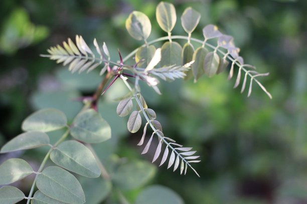 阳光明媚的户外拍摄的叶子生长特写照片图片下载