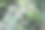 阳光明媚的户外拍摄的叶子生长特写照片图片下载