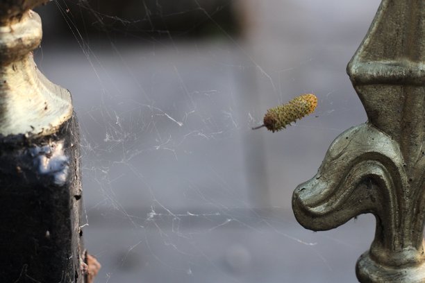 金色装饰点的金属涂漆脏围栏特写图片图片下载