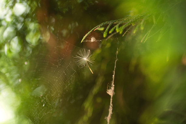 夏季抽象照片，描绘了一朵蒲公英的种子伞卡在树上的蜘蛛网中，背景为自然的绿色。图片下载