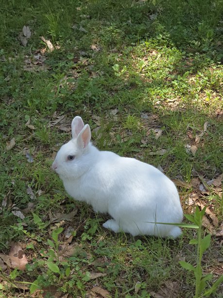 韩国宠物兔子的照片图片下载