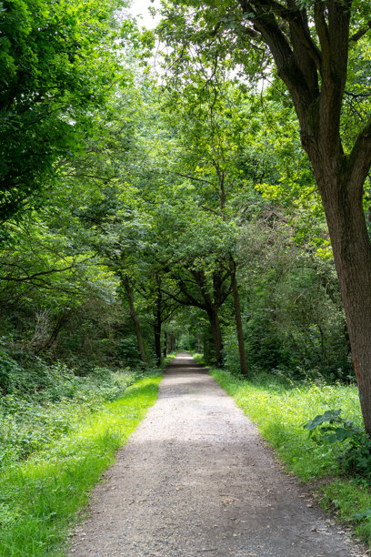 被茂密树木环绕的碎石森林小径，在柔和的阳光下 – 宁静的林间小道，邀请人们进行平和的散步和自然探索，适合旅行、户外和健康类素材。图片下载