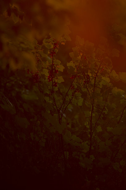 一张模糊的树木照片，树叶呈红色，天空也为红色。图片下载