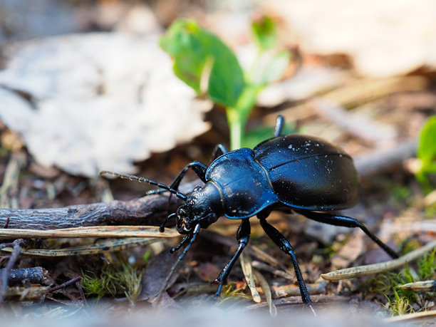 一只闪亮的黑色甲虫在森林地面上爬行的特写微距照片图片下载