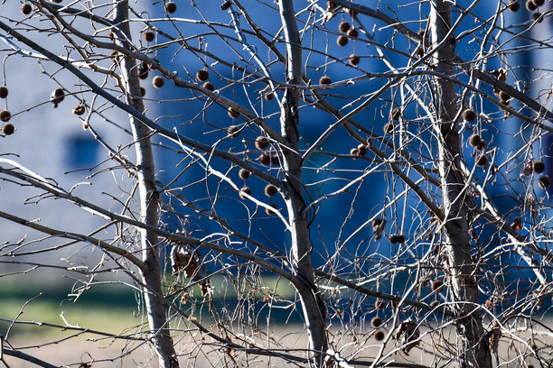 冬天一棵树的树枝，照片作为背景图片下载
