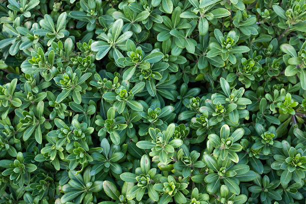 日本pittosporum的背景。常绿卡罗灌木的绿色叶子用于出版，设计，海报，日历，帖子，屏幕保护程序，壁纸，封面。高质量照片图片下载