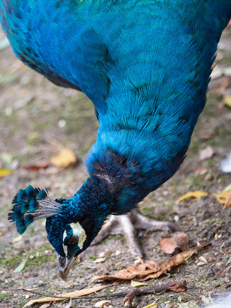 动物园里一只威严的孔雀的特写照片图片下载