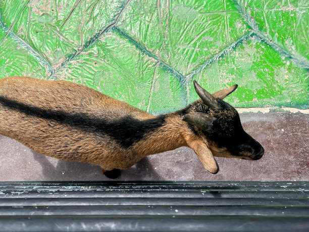 一张山羊站在窗前窗台上的照片。图片下载