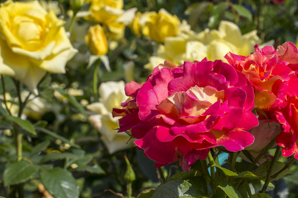 模糊背景中的红玫瑰，带有高光和散景。色彩丰富的花卉特写照片。留有文字空间。美丽的屏幕保护程序。特写镜头。图片下载