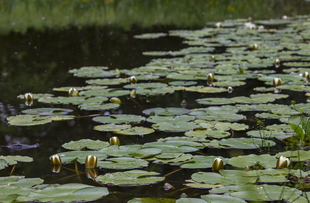一幅如画的池塘，水面上漂浮着美丽的白色花朵。色彩斑斓的照片。图片下载