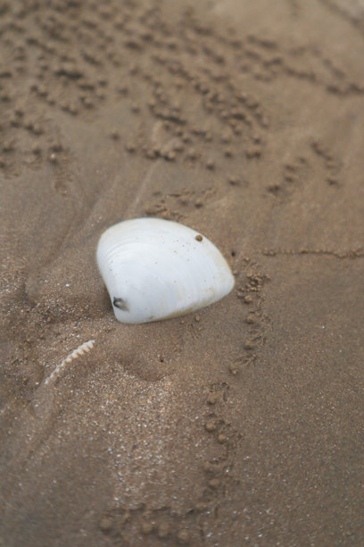沙滩沙子上贝壳的特写照片图片下载