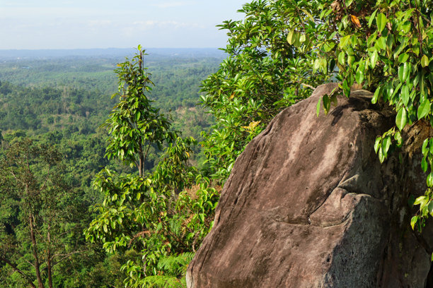 高山上的晨景照片，俯瞰森林美景图片下载
