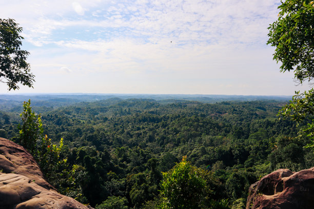 高山上的晨景照片，俯瞰森林美景图片下载