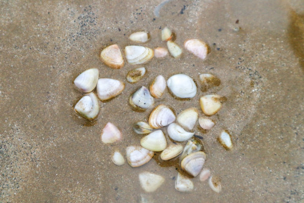 沙滩沙子中小贝壳的特写照片图片下载