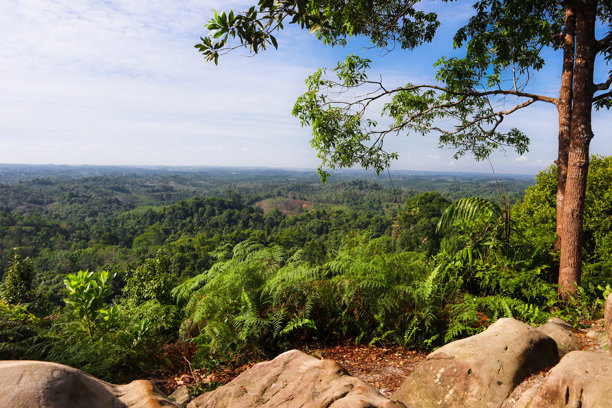 高山上的晨景照片，俯瞰森林美景图片下载