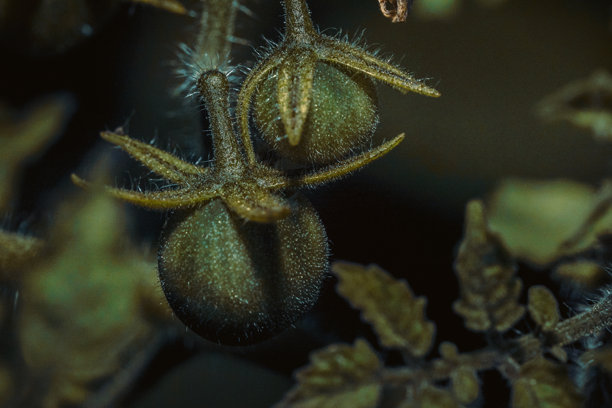 概念照片：绿色番茄系列，细节清晰，电影灯光，主要食材，配菜比萨和餐厅美食图片下载