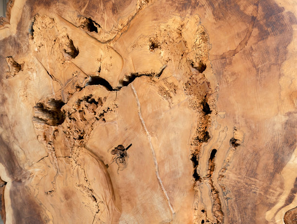 被砍倒的树桩，公园内近距离拍摄的照片。图片下载