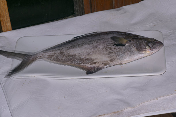 白盘上的银鳕鱼图片下载