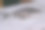 白盘上的银鳕鱼图片下载