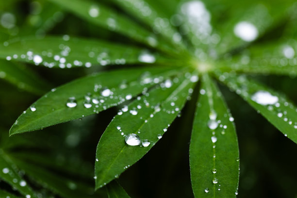 宏观照片展示了一片生机勃勃的绿色紫花苜蓿叶，上面点缀着闪闪发光的露珠。图片下载