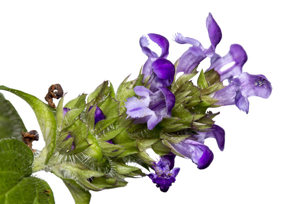 白色背景上的森林兰花。孤立物体。色彩丰富的花卉特写照片。特写。指状兰。棕榈兰。斑点指状兰。斑点兰。兰科。兰花。图片下载