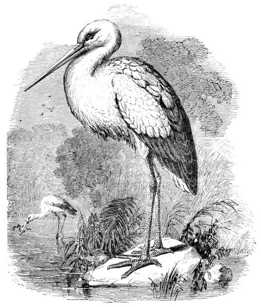白鹳鸟——19世纪图片下载