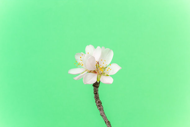 杏花在绿色背景下盛开。春天的扁桃树花朵照片。图片下载