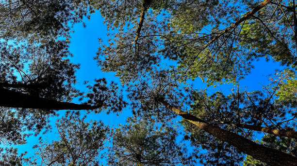 这张图片展示了一个低角度视图，仰望高大的树冠与明亮的蓝天，展现了森林的自然美。图片下载
