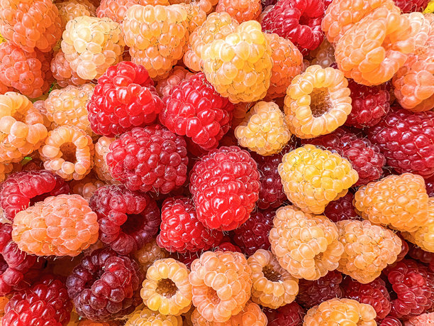 甜美的覆盆子背景。新鲜覆盆子的全景。红色和黄色成熟浆果的特写照片墙纸。多汁的浆果。素食主义者、纯素生食。有机生物产品。从农场到餐桌。图片下载