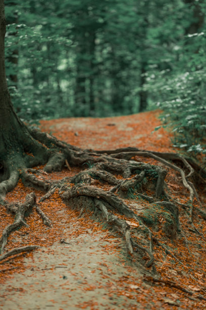 秋季森林树根地面落叶风景自然美景竖版图片图片下载