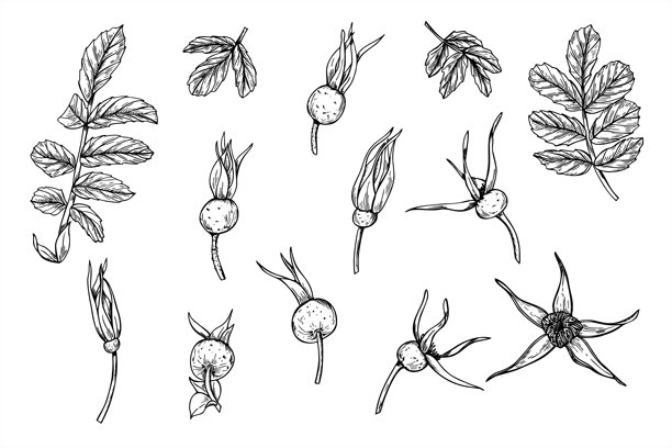 单色玫瑰果、花蕾和叶子的矢量插图，采用黑色墨水绘制。健康的野生浆果图形素描，适用于草药包装和有机化妆品装饰。图片下载