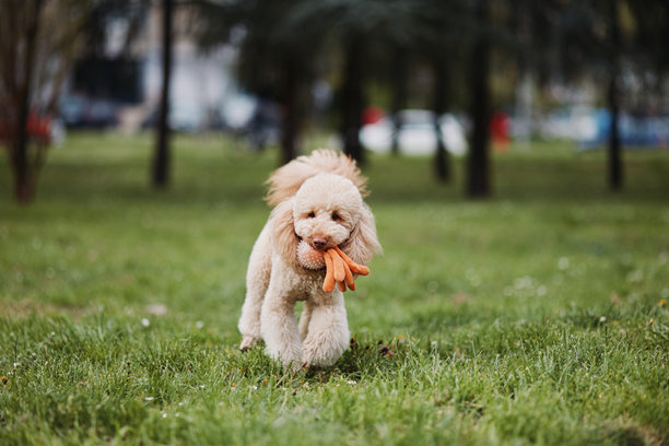 纯种棕色贵宾犬的照片。狗狗在公园里跑来跑去，嘴里叼着它最喜欢的玩具。图片下载