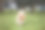 纯种棕色贵宾犬的照片。狗狗在公园里跑来跑去，嘴里叼着它最喜欢的玩具。图片下载