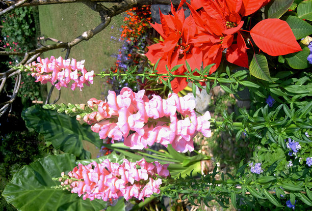 一张花园的照片，有一束花和一只鸟，花园中的花盆和鲜花，背景是篱笆。图片下载