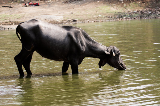 水牛看着相机风景股票照片图片下载