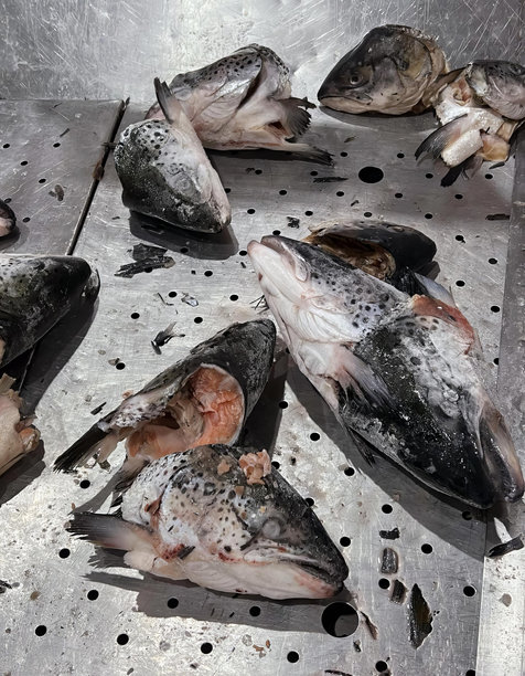 一堆鱼在一个金属托盘上的照片，barracoutans和鱼在一个有洞的金属托盘上。图片下载