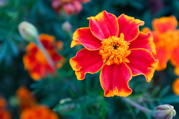 一朵万寿菊在模糊的花丛背景。万寿菊景观。明亮的法国万寿菊用于出版物，海报，日历，帖子，屏幕保护程序，壁纸，封面。高质量照片图片下载