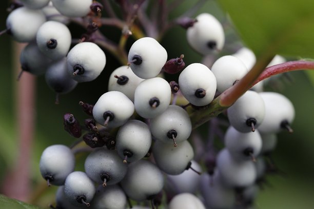 模糊背景下的白色雪果（Symphoricarpos albus），带有散景效果。灌木的彩色微距照片。特写。雪果（Symphoricarpos albus）。忍冬科。雪。美丽的桌面壁纸。图片下载