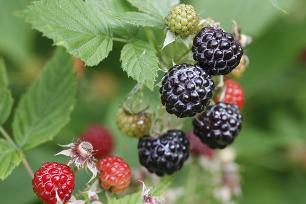 成熟的博伊森莓果实，背景模糊并带有散景效果。色彩丰富的果实特写照片。博伊森莓。洛根莓。红树莓。黑莓。洛根莓属。美丽的屏幕保护程序。图片下载