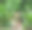 一张鹿躺在被植物包围的草地上的照片。图片下载