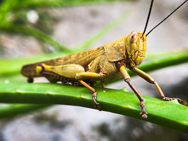 夏天，普通田野里的蚱蜢坐在一片绿叶上微距摄影。夏日里，坐在植物上的普通田野蚱蜢的特写照片。绿色背景上的大型昆虫。图片下载