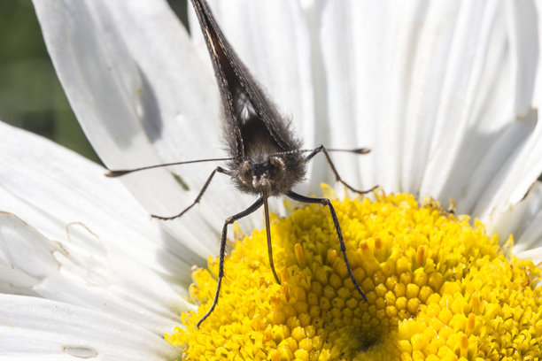 森林中的蝴蝶停在洋甘菊花上，背景模糊并带有散景效果。色彩丰富的昆虫特写照片。近距离拍摄。留有文字空间。Ochlodes sylvanus。Sylvanus。Ochlodes。黄褐色蝴蝶。图片下载